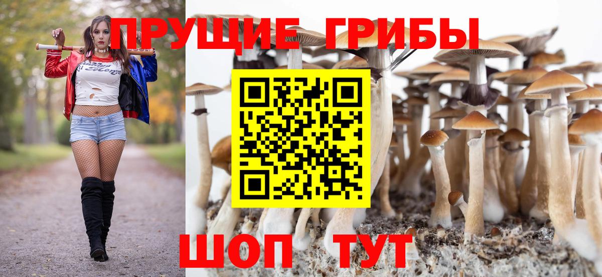 Галлюциногенные грибы Psilocybe Киселёвск